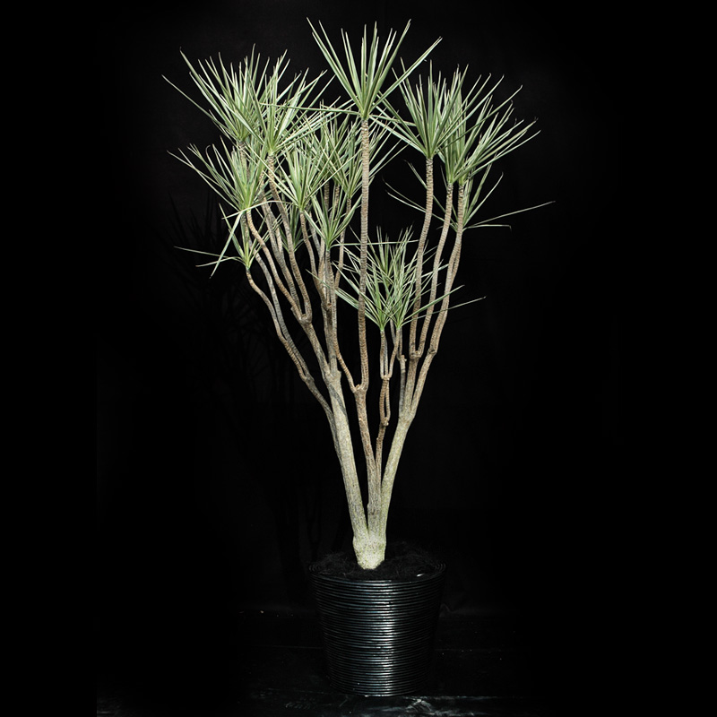 観葉植物